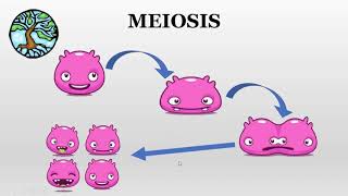 Meiosis paso a paso en 5min [upl. by Adamec]