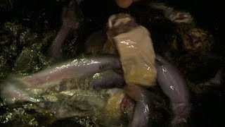 Giant Candirus Feeding Frenzy Faster than Piranhas  Deadly 60  BBC Earth Explore [upl. by Swenson214]