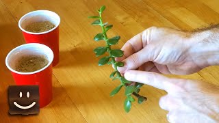 Propagating jade plants using branches stems and leaves [upl. by Adnolat365]