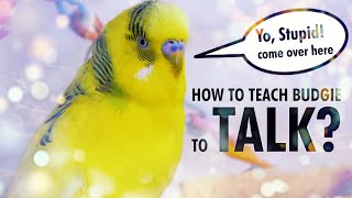 How to Teach a Budgie to Talk Start with Basics [upl. by Ahsikahs]