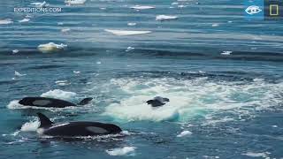 Wave Hunting Orcas Prey on Seal  Antarctica  Lindblad ExpeditionsNational Geographic [upl. by Adnaluoy]