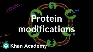 Protein modifications  Biomolecules  MCAT  Khan Academy [upl. by Cran417]