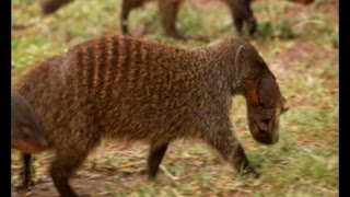 Deadly Mongoose Battle  BBC Earth [upl. by Bullard32]