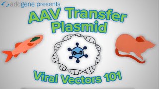 AAV Transfer Plasmids  Viral Vectors 101 [upl. by Hildick470]