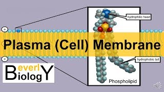 Plasma membrane  Cell Membrane updated [upl. by Ellevel538]