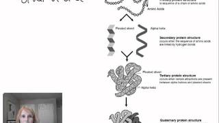 Protein Structure and Function  Part 1 [upl. by Nonnarb416]