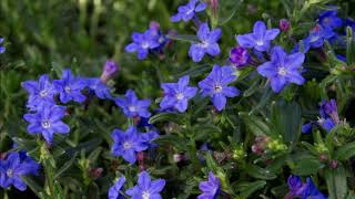 Lithodora diffusa [upl. by Aicatsan]