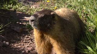 Alpine Animals What are Marmots Whistling About [upl. by Fabian]