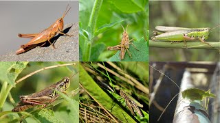 Various Grasshopper Sound Effects [upl. by Hennessey]