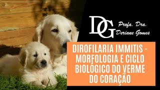 066 Dirofilaria immitis  Morfologia e Ciclo Biológico do Verme do Coração [upl. by Nette]