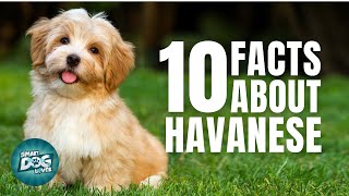 10 Facts About Havanese  Dogs 101  Havanese [upl. by Ephraim]