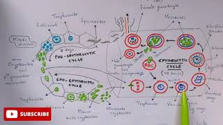 Plasmodium vivax in man phase  Detailed  Step by step  NEET  Bio science [upl. by Merow872]