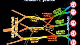 Brachial Plexus Brachial Plexus anatomy [upl. by Ahsita]