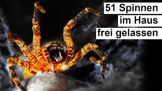 51 Spinnen im Haus freigelassen  Das ist passiert [upl. by Kunz]