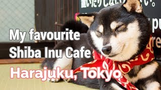 My Favourite Dog Cafe in Harajuku Japan [upl. by Verger601]