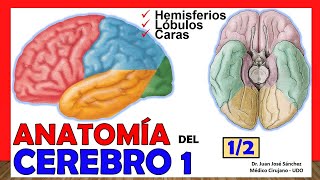 🥇 ANATOMÍA DEL CEREBRO 12 Telencéfalo ¡Explicación Sencilla [upl. by Ydisac]