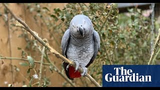 Swearing parrots separated after telling folk where to go [upl. by Suraved]