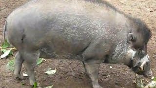 The Visayan Warty Pigs [upl. by Eanrahs154]