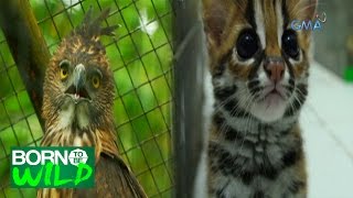 Born to be Wild The Visayan Leopard Cat and Pinsker’s Hawk Eagle [upl. by Yendor]