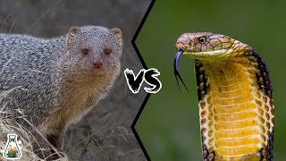 INDIAN GREY MONGOOSE VS KING COBRA  Can mongoose kill King Cobra [upl. by Aihsetan]