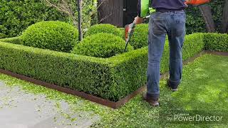 Buxus hedgetrim boxwood topiary hedge cloud [upl. by Morgun]