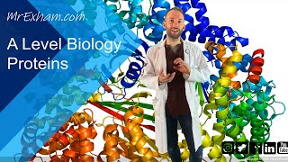 Proteins  A Level Biology [upl. by Otilia953]