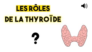 LA THYROÏDE  Anatomie et Physiologie [upl. by Terbecki]