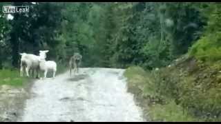 Wolf Attacks Sheep Surprise [upl. by Egor]