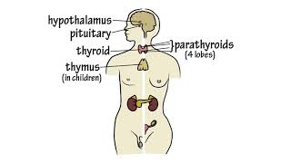 The Endocrine System Song by Peter Weatherall [upl. by Erlewine]