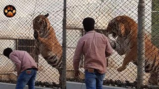 Angry Tiger Attacks and Roar at Zookeepers [upl. by Lathan]