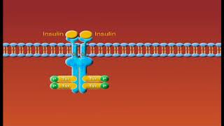 Insulin Receptors animation [upl. by Naujud465]