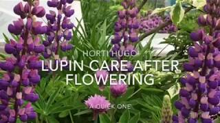 How to care for Lupins after flowering [upl. by Burrill]