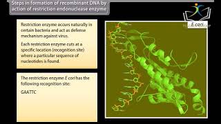 Class 12 BIOLOGY  Chapter Biotechnology Principles and Processes  CBSE [upl. by Vargas]