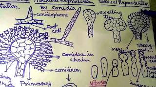 Aspergillus in Hindi Part 1 [upl. by Eirrotal922]