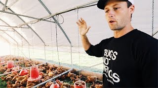 Normal Guy Quits JOB to Farm pastured chickens [upl. by Ennovart]