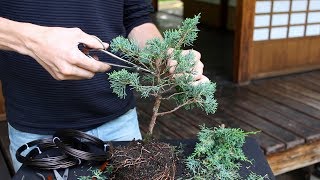 How to create a Bonsai tree DIY [upl. by Nolos]