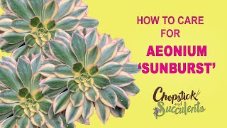 How to Care for Aeonium ‘Sunburst’ Succulent Care Tips [upl. by Rollins174]