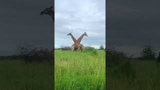 Intense Giraffe Fight [upl. by Scottie890]