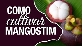 Dicas de Como cultivar o Mangostim Garcinia mangostana [upl. by Nicodemus]