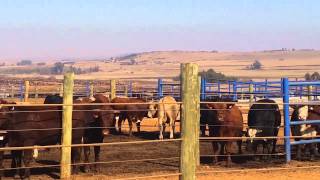 Karan Beefs feedlot in South Africa [upl. by Anelad]