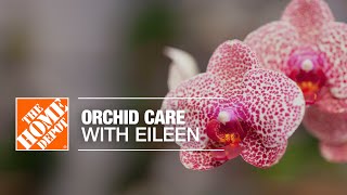 Orchid Care with Eileen  Indoor House Plants  The Home Depot [upl. by Trellas210]