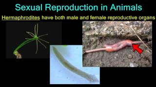 Sexual Reproduction in Animals [upl. by Rimat]