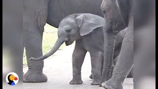 Baby Elephant Discovers His Trunk  The Dodo [upl. by Flor]