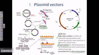 Plasmid as a cloning vector [upl. by Bradman]