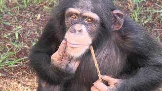 Laboratory Chimpanzee Released to Sanctuary [upl. by Chee]