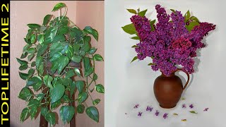 12 Plantas de Sombra Para un Jardín de Lujo  Parte 2 [upl. by Magdalena]