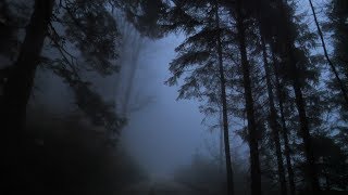 Virtual Drive Through The Dark and Foggy Forest  Rain and Thunder [upl. by Berfield]