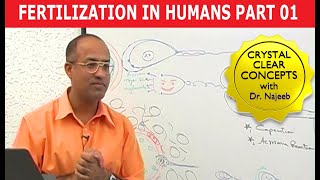 Fertilization in Humans  Conception  Embryology  18 [upl. by Irbmac]