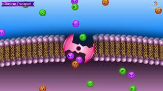 Glucose transporters GLUT Animation Usmle Medical Biochemistry [upl. by Aihsenal]