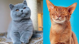 The CUTEST CAT BREEDS In The World 🐱 [upl. by Abe832]